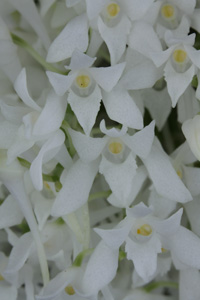 Mystacidium braybonae Diamond Orchids CCE 93 pts. Close up